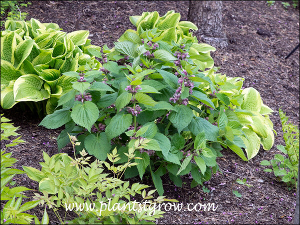 Growing in a shaded spot, tucked in between three Hosta.